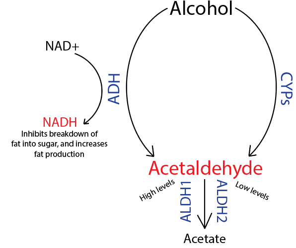 A diagram of alcohol and alcohol Description automatically generated