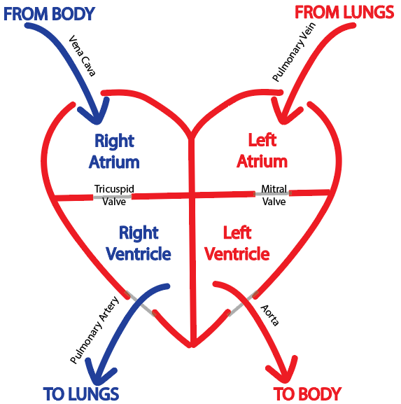 A diagram of a heart Description automatically generated