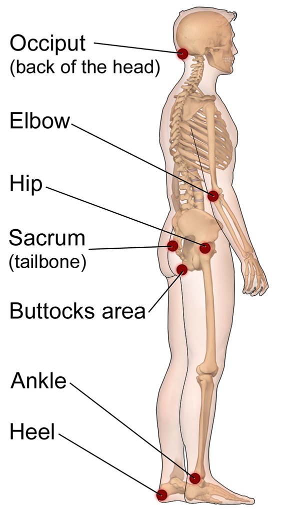 A diagram of a human body Description automatically generated