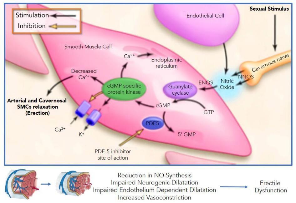 Biomedicines 09 00432 g001