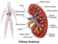 A diagram of a human kidney Description automatically generated